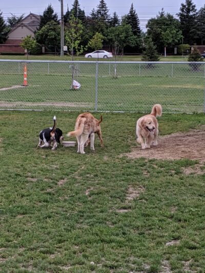 Daisy Knight Dog Park - Troy, MI