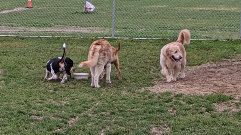 Daisy Knight Dog Park - Troy, MI
