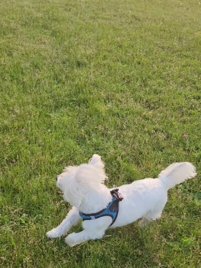 Daisy Knight Dog Park - Troy, MI