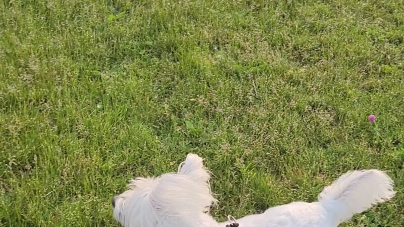 Daisy Knight Dog Park - Troy, MI