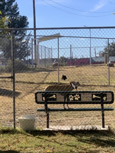 Carole Wheeler Dog Park - Truth or Consequences, NM