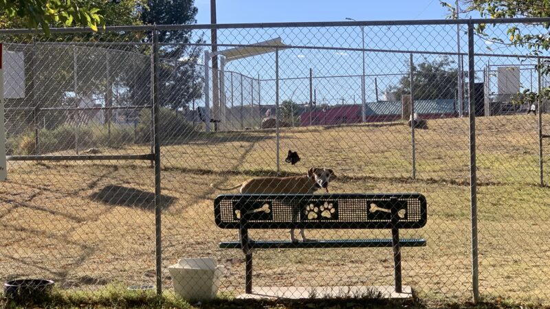 Carole Wheeler Dog Park - Truth or Consequences, NM
