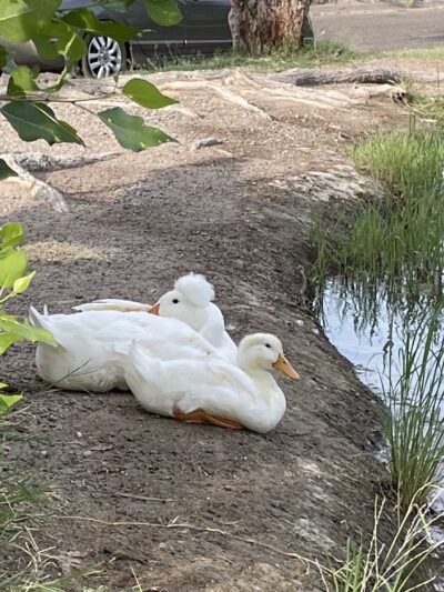 Carole Wheeler Dog Park - Truth or Consequences, NM