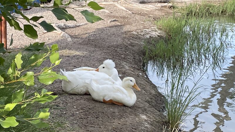 Carole Wheeler Dog Park - Truth or Consequences, NM
