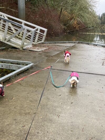 Jurgens Dog Park - Tualatin, OR