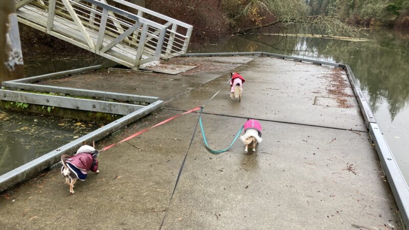 Jurgens Dog Park - Tualatin, OR