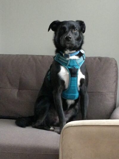 Kennedy Canine Center - Tuckahoe, NY