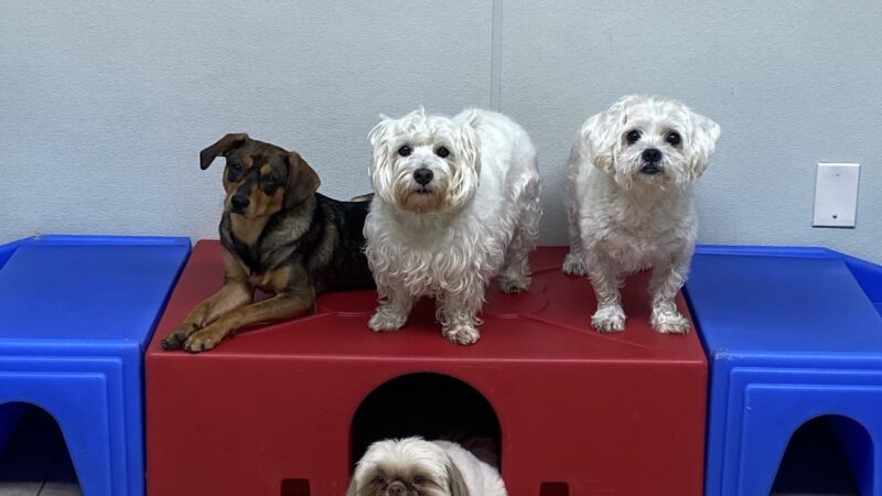 Kennedy Canine Center - Tuckahoe, NY