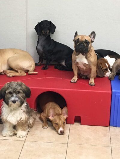 Kennedy Canine Center - Tuckahoe, NY