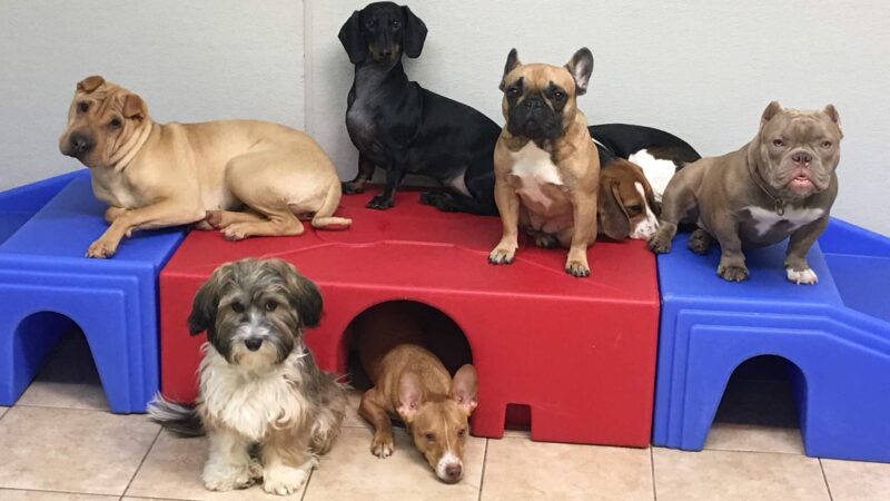 Kennedy Canine Center - Tuckahoe, NY