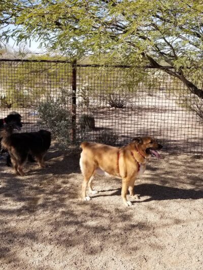 Ivan's Spot Dog Park - Tucson, AZ
