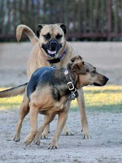 Jacobs Dog Park - Tucson, AZ