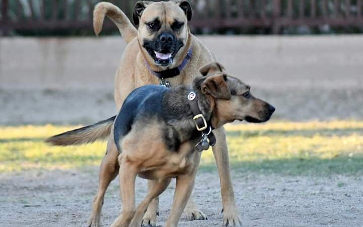 Jacobs Dog Park - Tucson, AZ