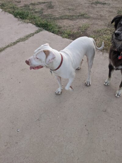 Jacobs Dog Park - Tucson, AZ