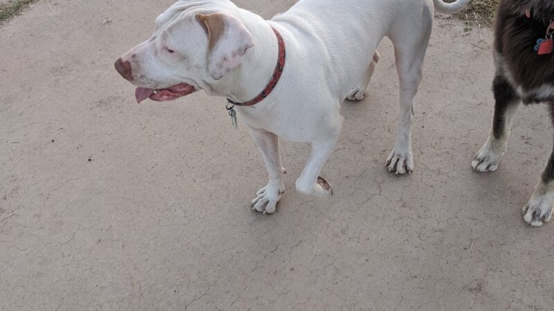 Jacobs Dog Park - Tucson, AZ