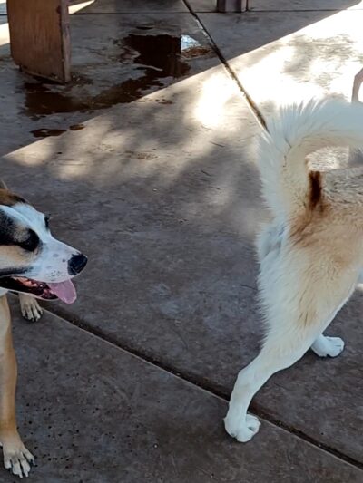 Miko's Corner Playground Dog Park - Tucson, AZ