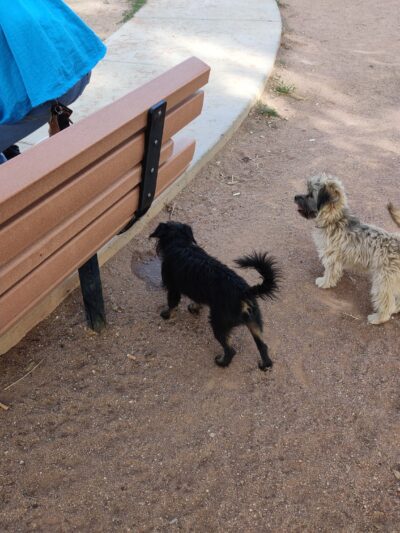 Miko's Corner Playground Dog Park - Tucson, AZ