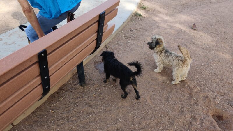 Miko's Corner Playground Dog Park - Tucson, AZ