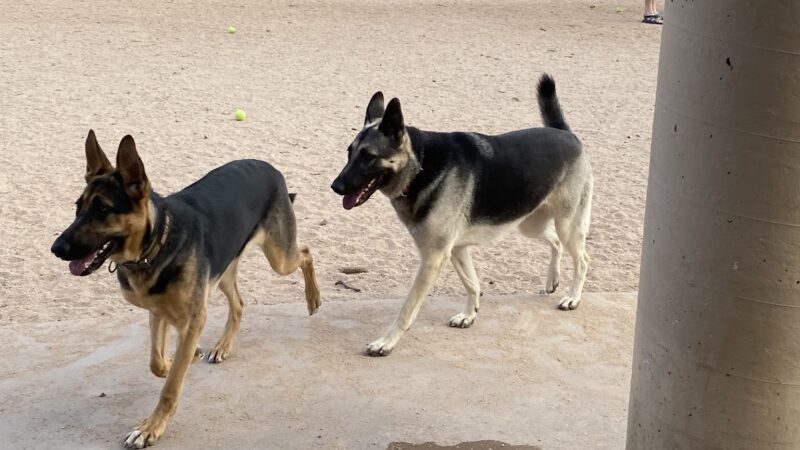 Miko's Corner Playground Dog Park - Tucson, AZ