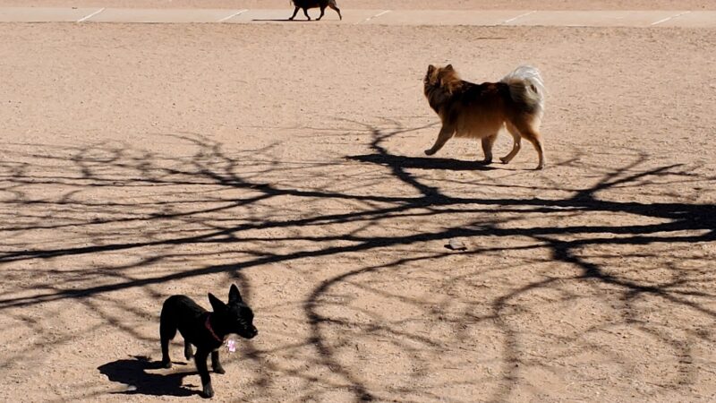 Miko's Corner Playground Dog Park - Tucson, AZ