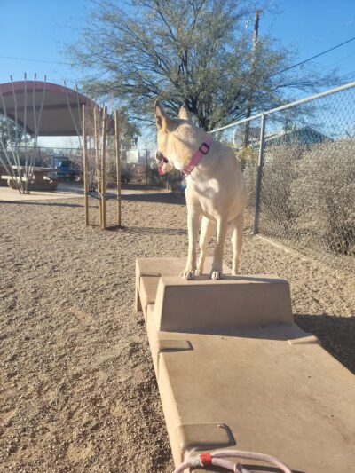North Sixth Avenue Dog Park - Tucson, AZ