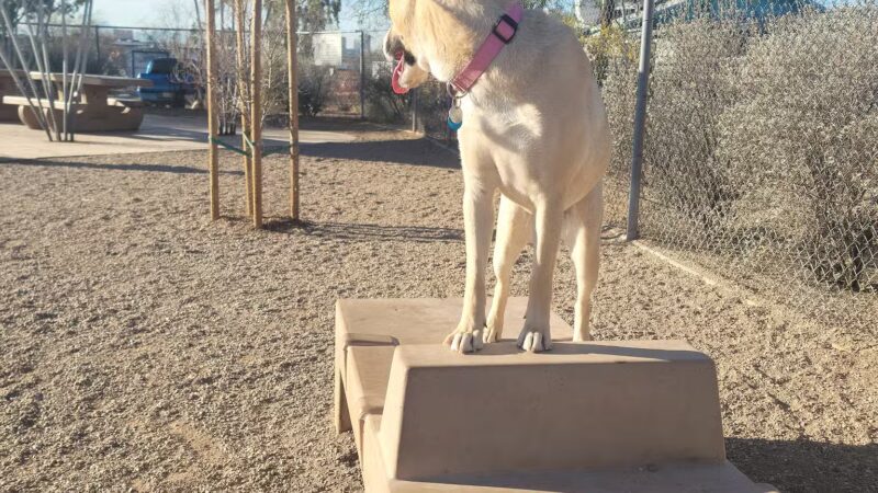 North Sixth Avenue Dog Park - Tucson, AZ