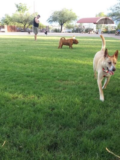 North Sixth Avenue Dog Park - Tucson, AZ