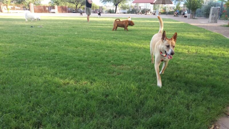 North Sixth Avenue Dog Park - Tucson, AZ