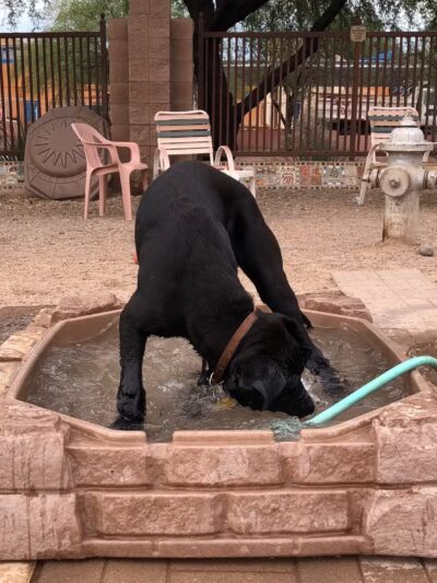 North Sixth Avenue Dog Park - Tucson, AZ