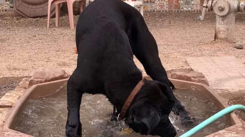North Sixth Avenue Dog Park - Tucson, AZ