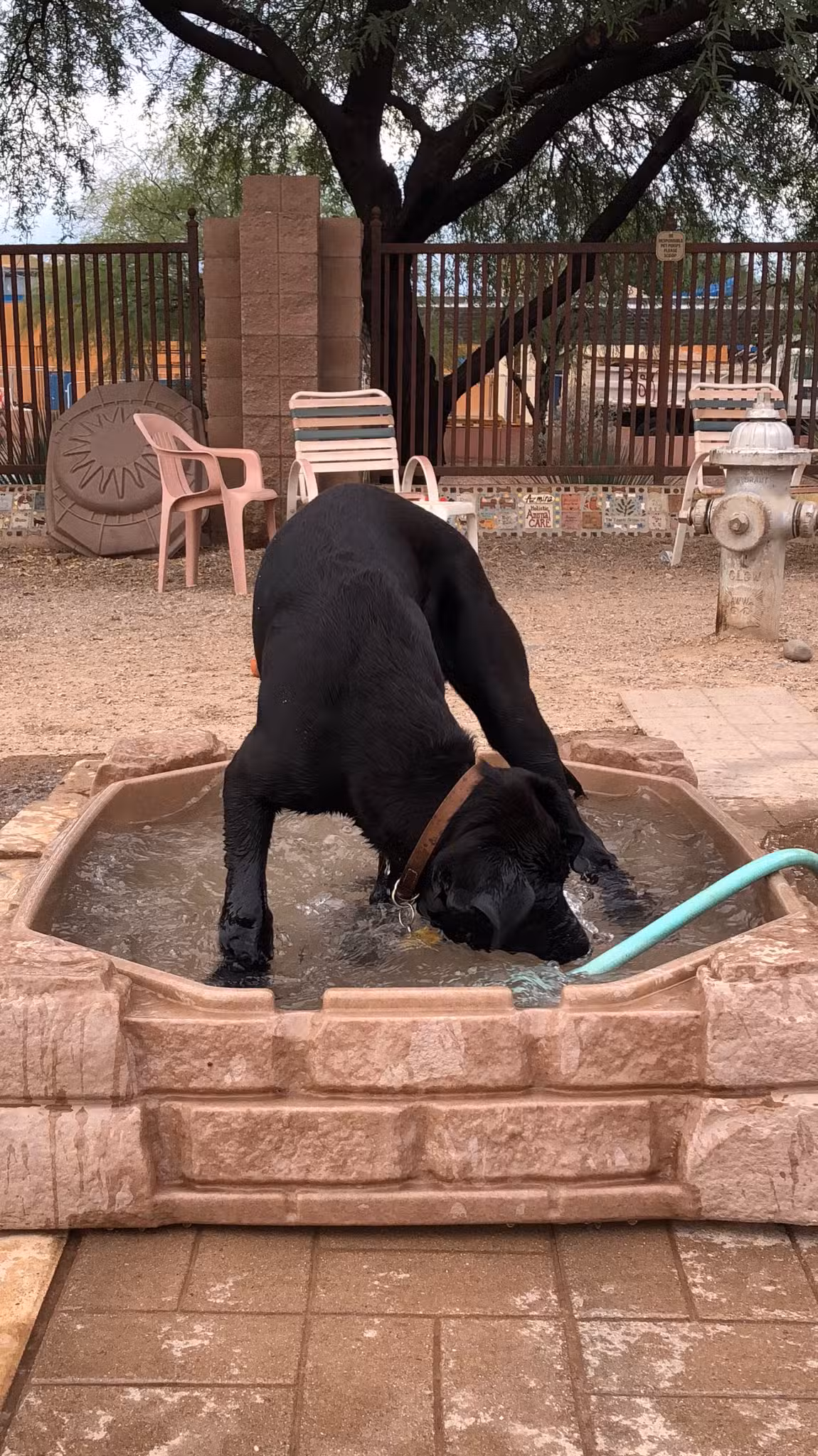 North Sixth Avenue Dog Park - Tucson, AZ
