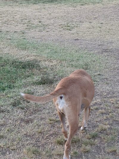 Wagging Tails Dog Park - Tucson, AZ