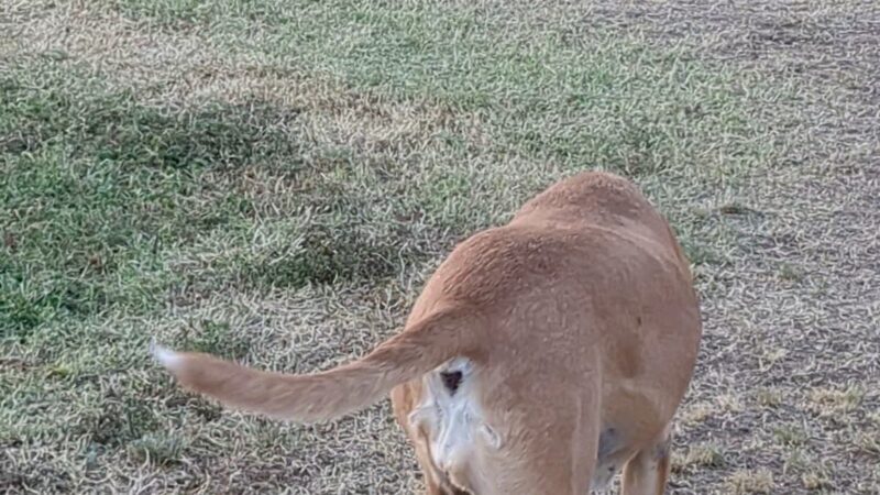 Wagging Tails Dog Park - Tucson, AZ