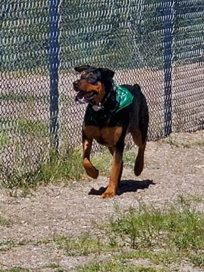 Northwest Community Dog Park - Tucson, AZ