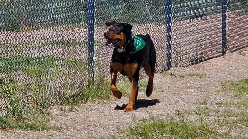 Northwest Community Dog Park - Tucson, AZ