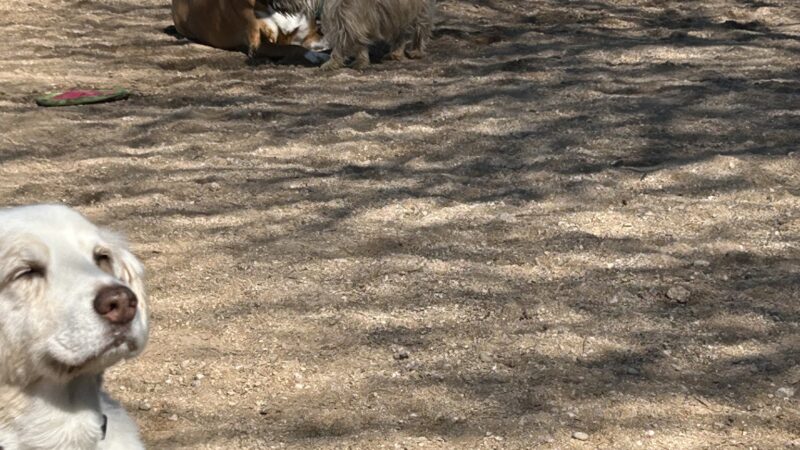 Northwest Community Dog Park - Tucson, AZ
