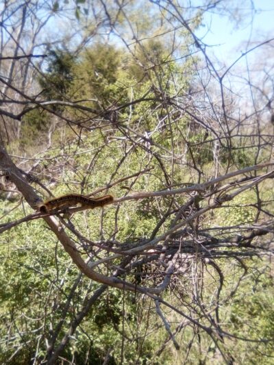 Clark Park - Tulsa, OK