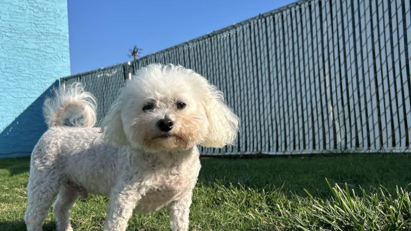 Dogville Daycare & Boarding - Tulsa, OK