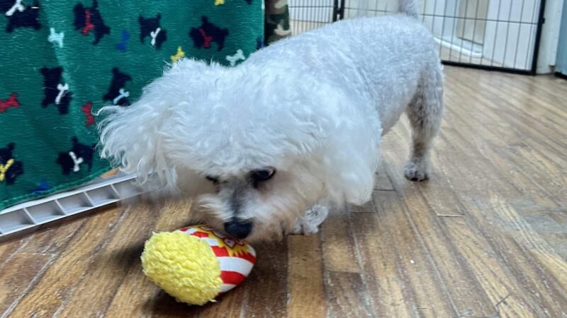 Dogville Daycare & Boarding - Tulsa, OK