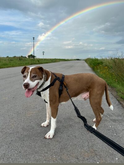 Dogville Daycare & Boarding - Tulsa, OK