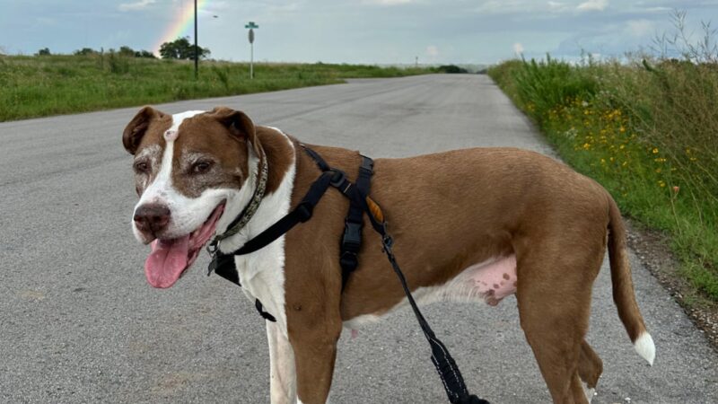 Dogville Daycare & Boarding - Tulsa, OK