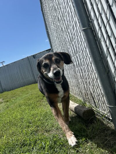 Dogville Daycare & Boarding - Tulsa, OK
