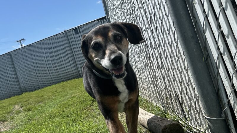 Dogville Daycare & Boarding - Tulsa, OK