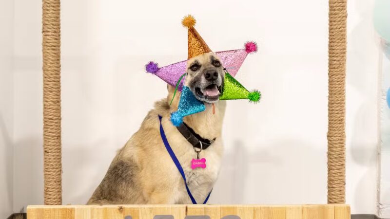 Fetch Social Club - Tulsa, OK