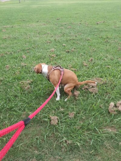 Hansel Johnson Park - Tulsa, OK
