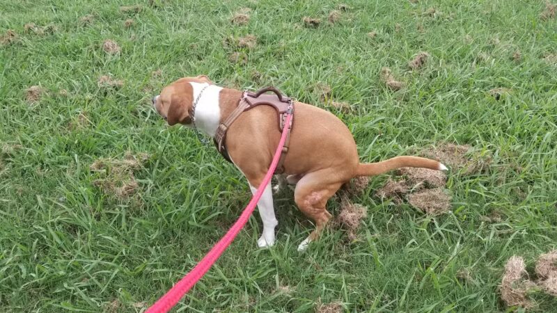 Hansel Johnson Park - Tulsa, OK