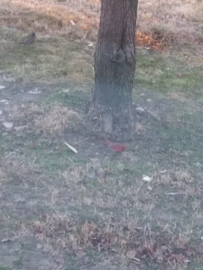 Loving Park - Tulsa, OK