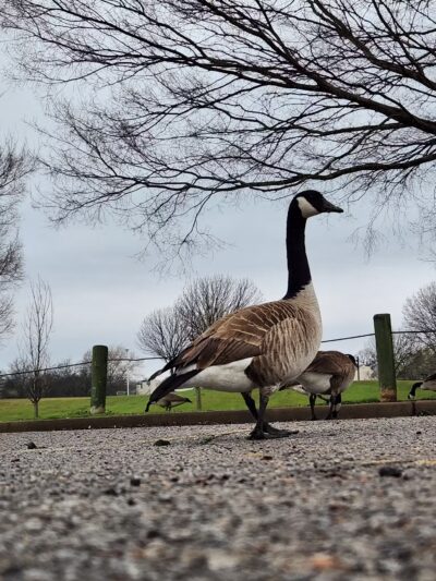 Minshall Park - Tulsa, OK