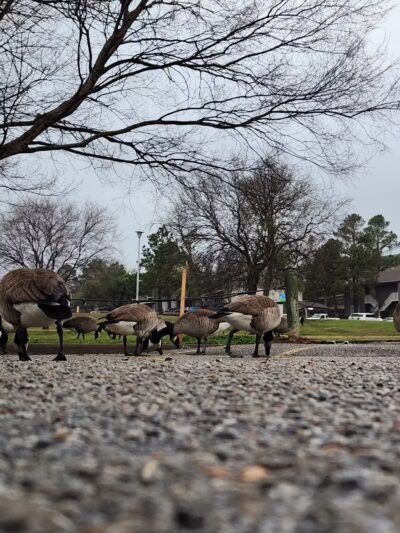 Minshall Park - Tulsa, OK