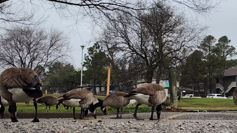 Minshall Park - Tulsa, OK